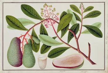 Langote of Mangifera, uit Tekeningen van planten uit Malakka, 19e eeuw